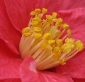 camelia_fleur_petales_macro_rose_pollen