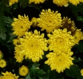 garden-chrysanthemum-10368_640