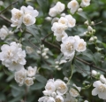 flower-jasmine-shrub-shrubs-plants-smell