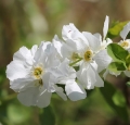 wild-jasmine-white-bush-onlooker