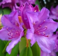 west-virginia-state-flower-rhododendron-by-forestgladesiwander-on-flickr-some-rights-reserved