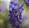 wisteria-purple-cc-by-2-0-aussigall