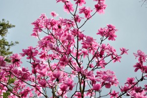 Contrat d'entretien jardin