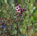 leptospermum_scoparium_var_martinii-_02